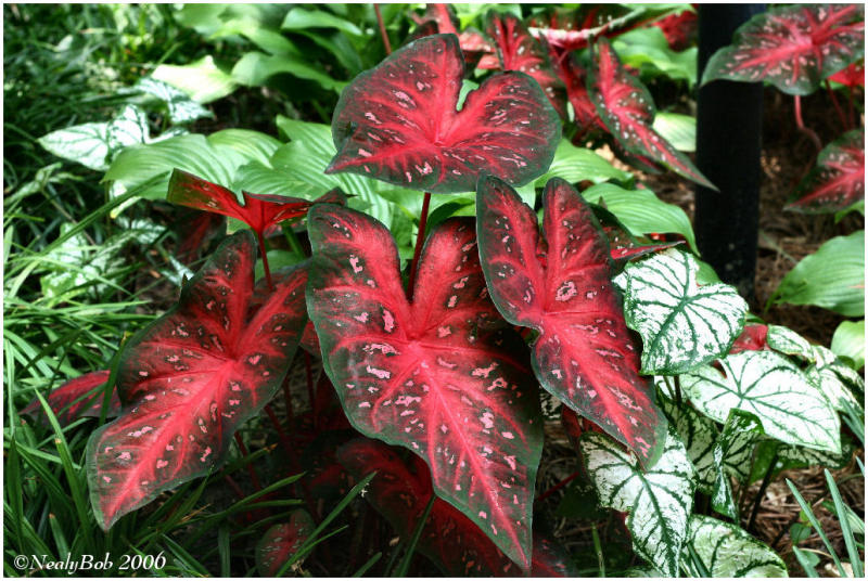 Caladium June 8 *