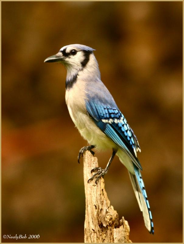 Blue Jay June 17 *