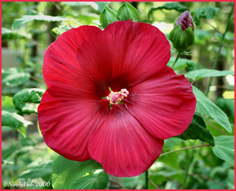 Hibiscus June 24 *