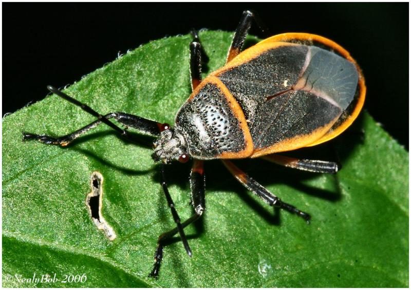 Stink Bug *