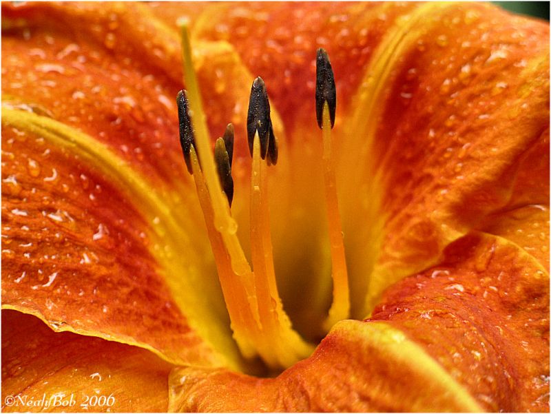 Day Lily Close-UpJuly 1 *