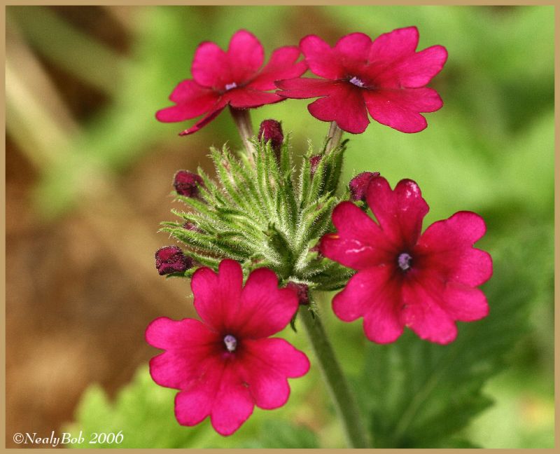 Verbena July 2 *