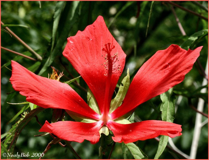 Hibiscus July 6 *