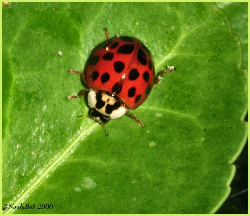 Lady Bug