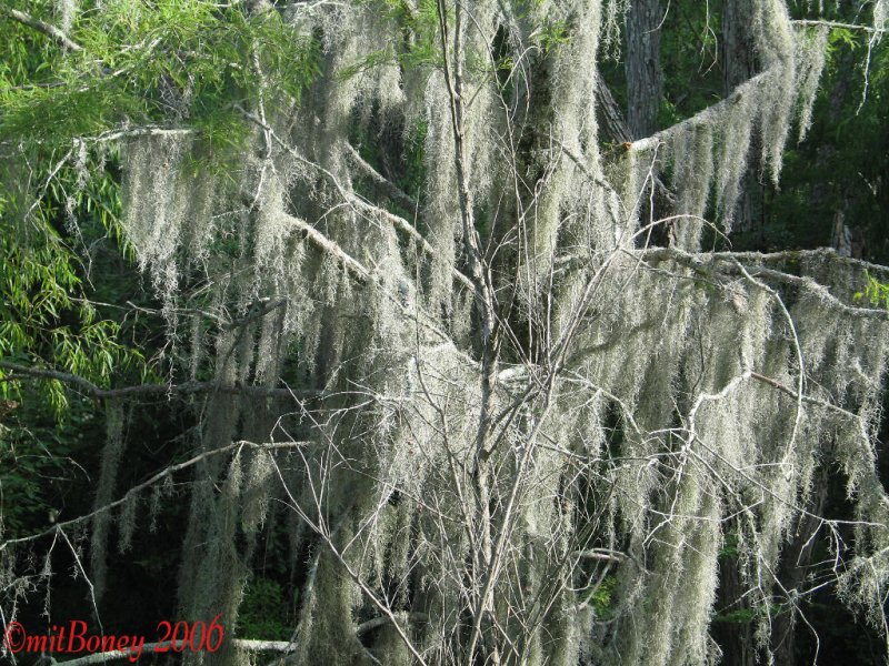 Spanish Moss