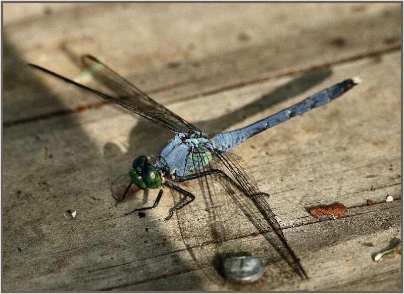 Dragon Fly July 13