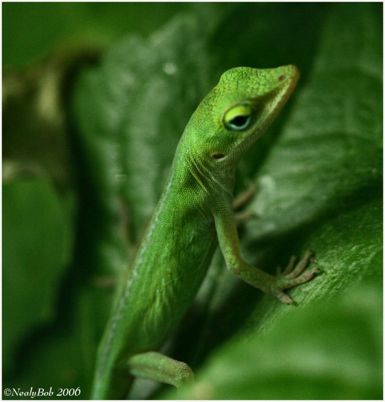 Lizard