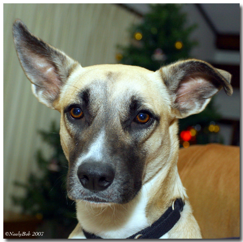 Ellie Jean December 24 *