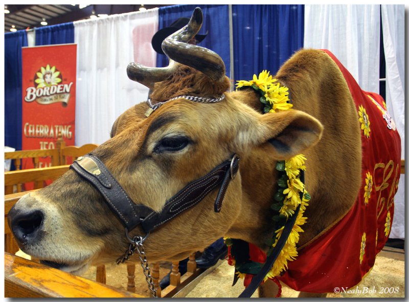 Elsie The Cow January 21
