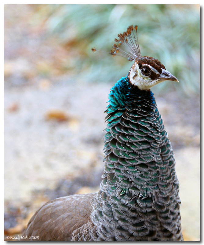 Pea Hen January 27
