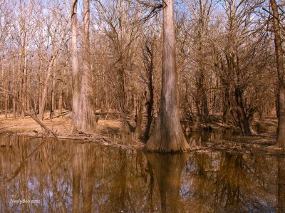 Beaver Dam