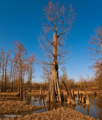 Old Cypress