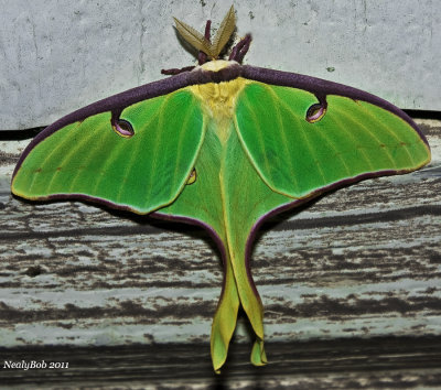 Luna Moth March 21