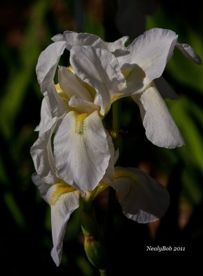 White Iris March 22