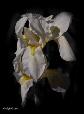 White Iris