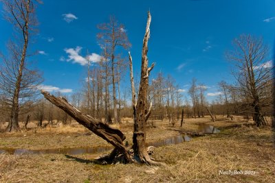 Old Tree