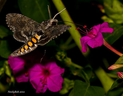 Hummingbird Moth March 30