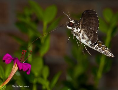 Hummingbird Moth March 31