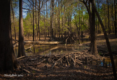 Beaver Dam