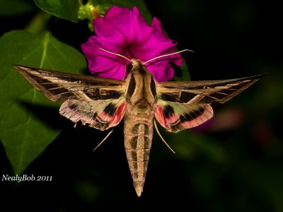 Hummingbird Moth April 14