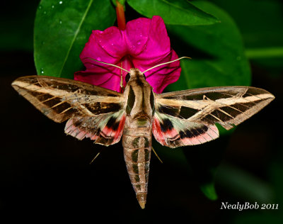 White-Lined Sphinx Moth April 17
