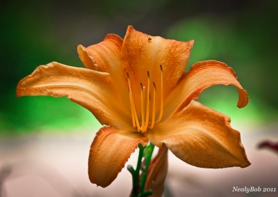 Day Lily May 25