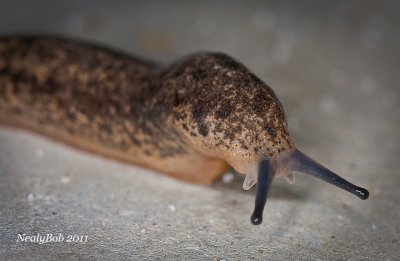 Slimy Slug June 1