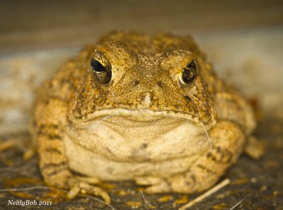 Toad June 3