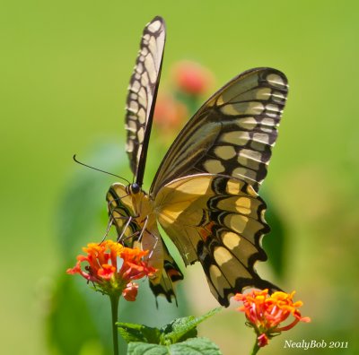 Butterfly June 19