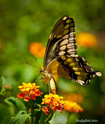 Eastern Tiger Swallowtail June 21