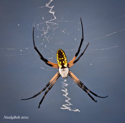 Spider July 31