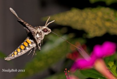 HummingBird Moth August 16