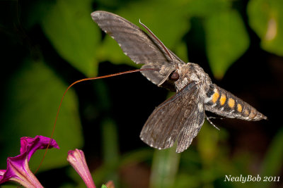 HummingBird Moth August 17