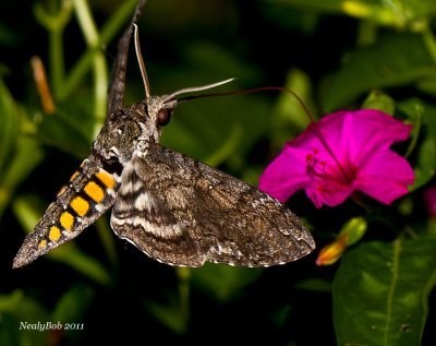 HummingBird Moth August 21