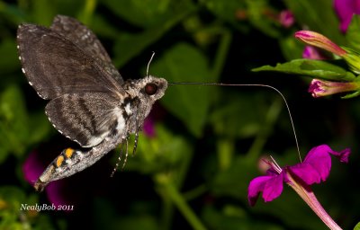 HummingBird Moth August 25