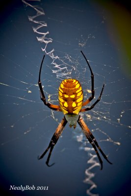 Spider August 27