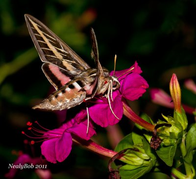 White-lined Sphinx HummingBird Moth August 28