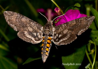 HummingBird Moth