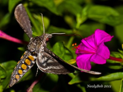 HummingBird Moth August 29