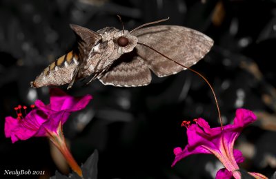HummingBird Moth August 31