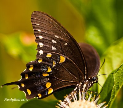 SpiceBush Swallowtail September 2
