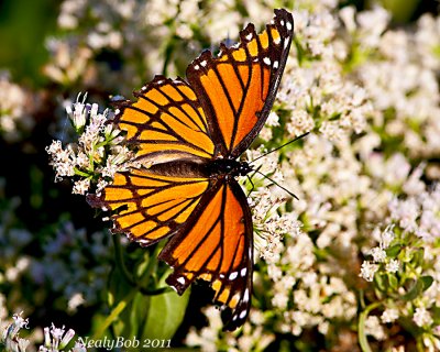 Butterfly October 13