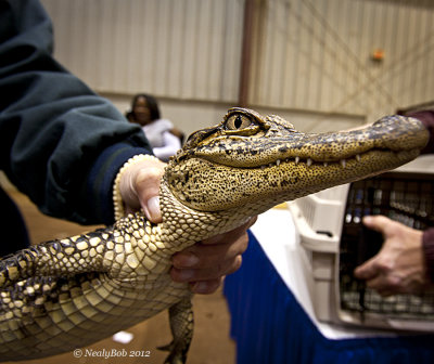 Alligator January 22