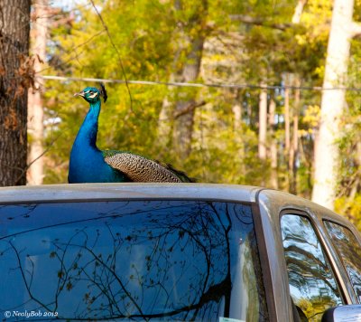 Peacock On A Pickup March 18