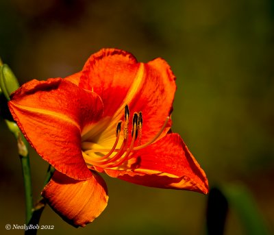 Day Lily May 21