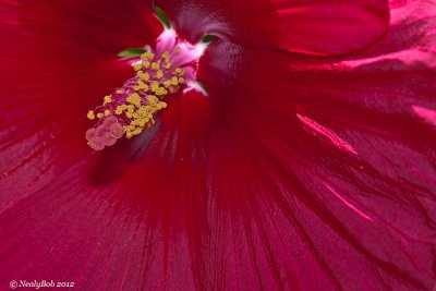 Hibiscus Close-Up June 3