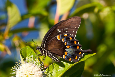 Spicebush Swallowtail June 4