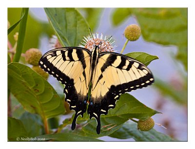 Eastern Tiger Swallowtail June 28