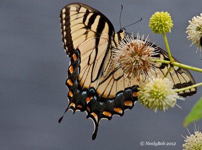 Eastern Tiger Swallowtail July 10 