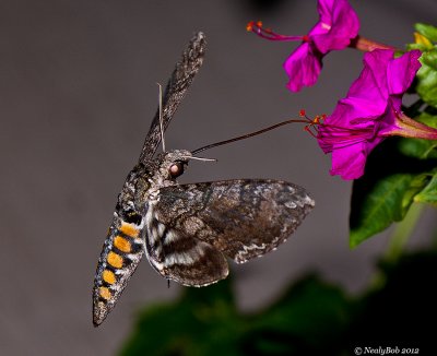 Hummingbird Moth July 12